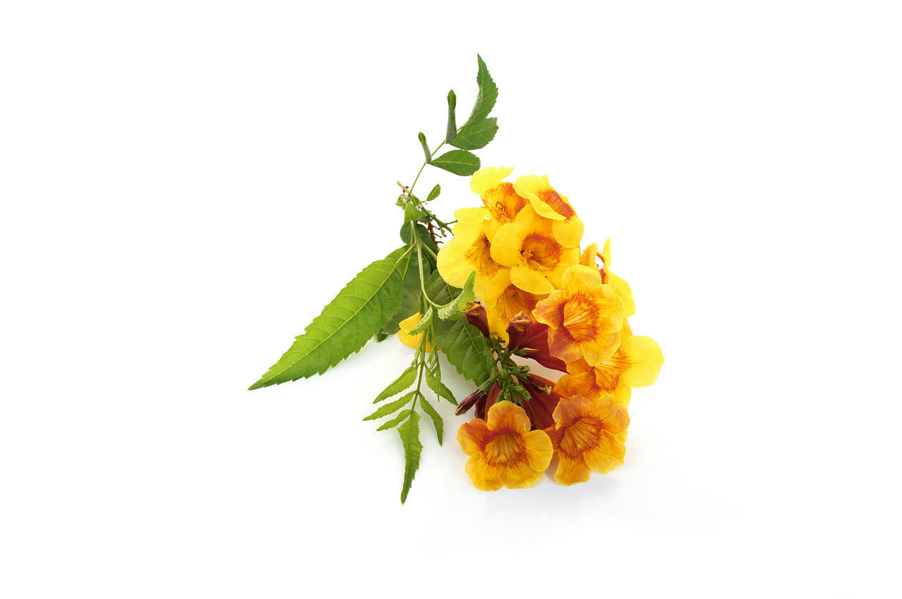 CLOSE-UP OF YELLOW FLOWERING PLANT