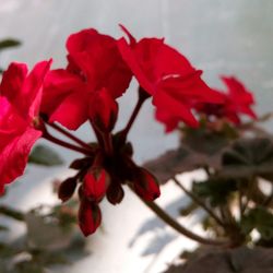 Close-up of red bougainvillea plant