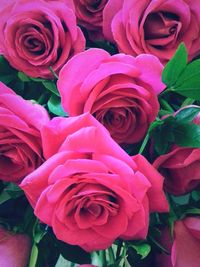 Close-up of pink rose
