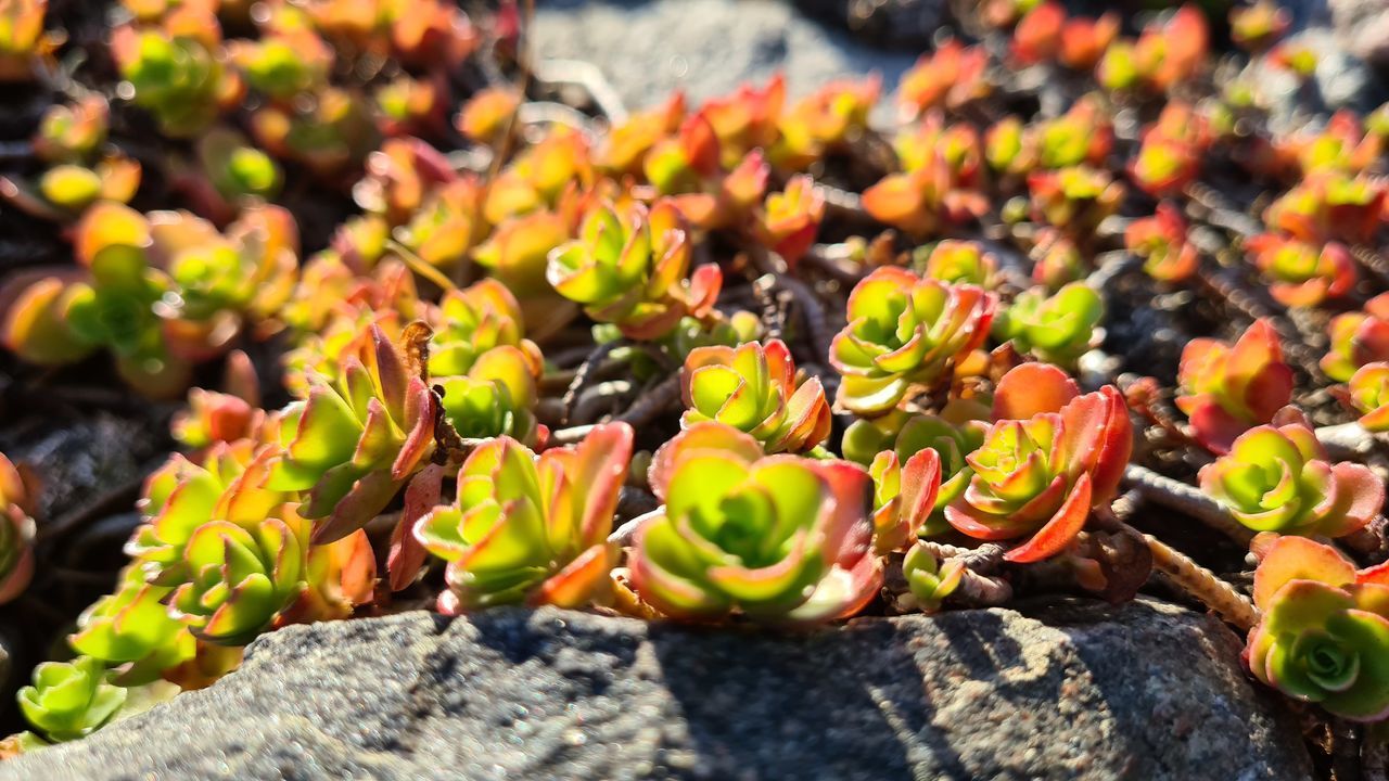 HIGH ANGLE VIEW OF FLOWERING PLANTS