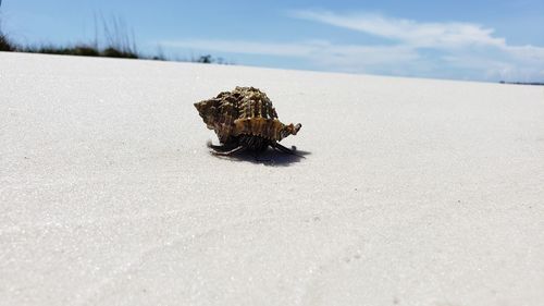 Close-up of crab on beach