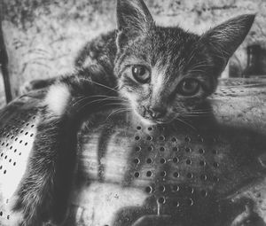 Close-up portrait of cat