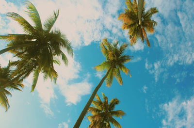 Low angle view of palm trees against sky