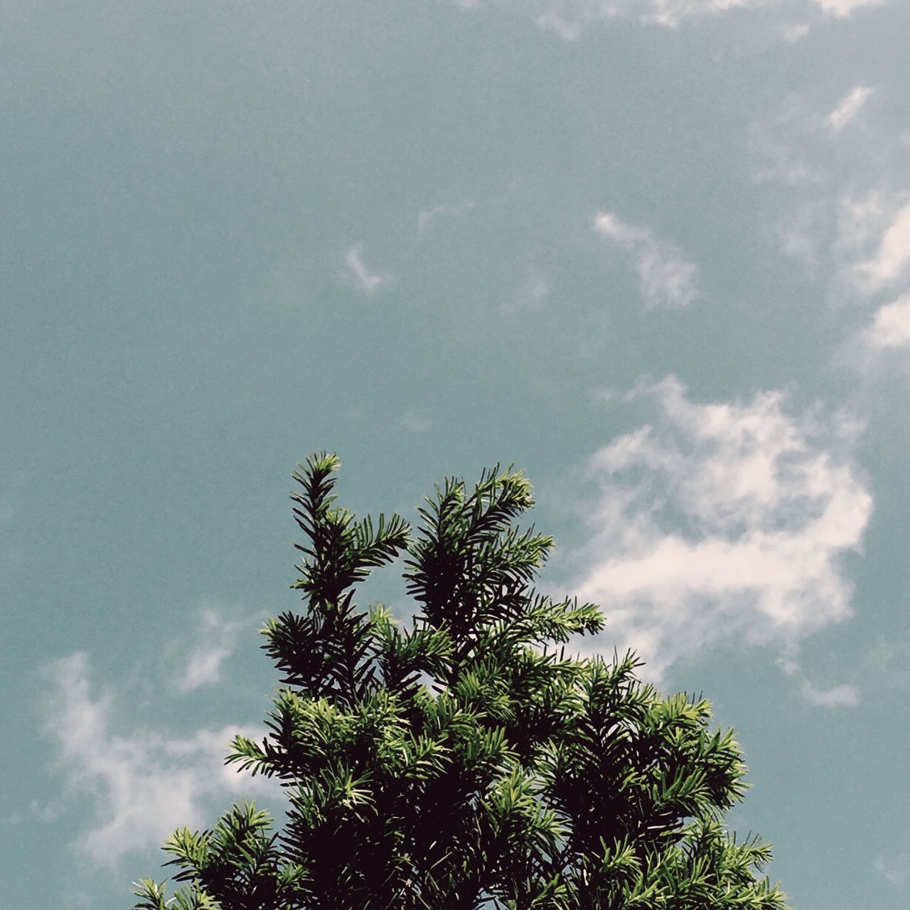 low angle view, tree, sky, growth, cloud - sky, nature, beauty in nature, tranquility, branch, high section, treetop, cloud, blue, scenics, cloudy, day, green color, outdoors, tranquil scene, no people