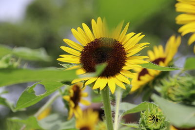 Close-up of sunflower