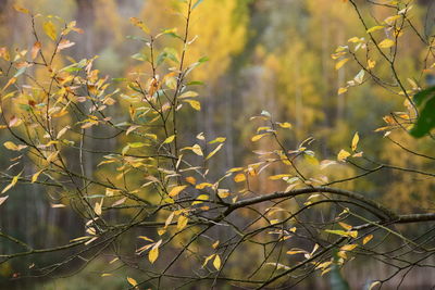 Close-up of plants against blurred background