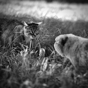 Cat on field