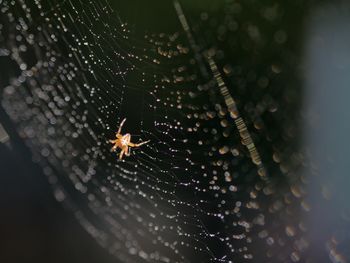 Close-up of spider on web