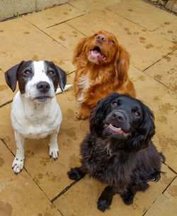 High angle portrait of dogs sitting outdoors