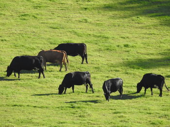 Horses grazing in a field