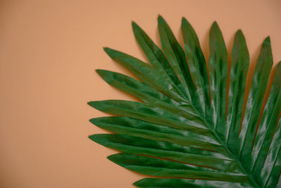 Close-up of palm leaf against wall
