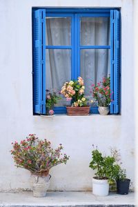 Potted plant against window of building