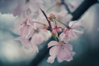 Close-up of pink flowers on branch