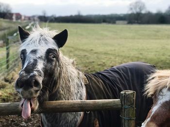 Close-up of horse standing on field