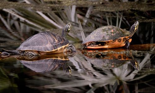 Close-up of turtle swimming in lake