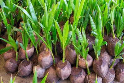 High angle view of plants growing on field