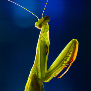 Close-up of insect against green background