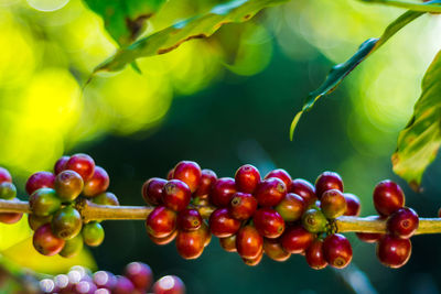 Close-up of grapes growing on plant