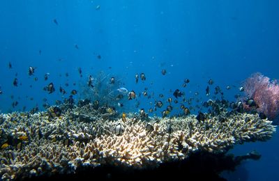 Flock of fish swimming in sea