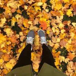 Low section of woman on yellow maple leaves