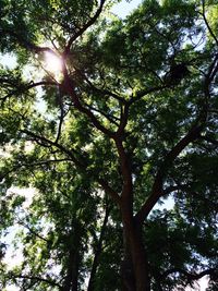 Low angle view of trees in forest