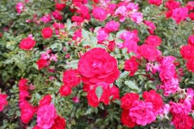 Close-up of pink flowers blooming outdoors