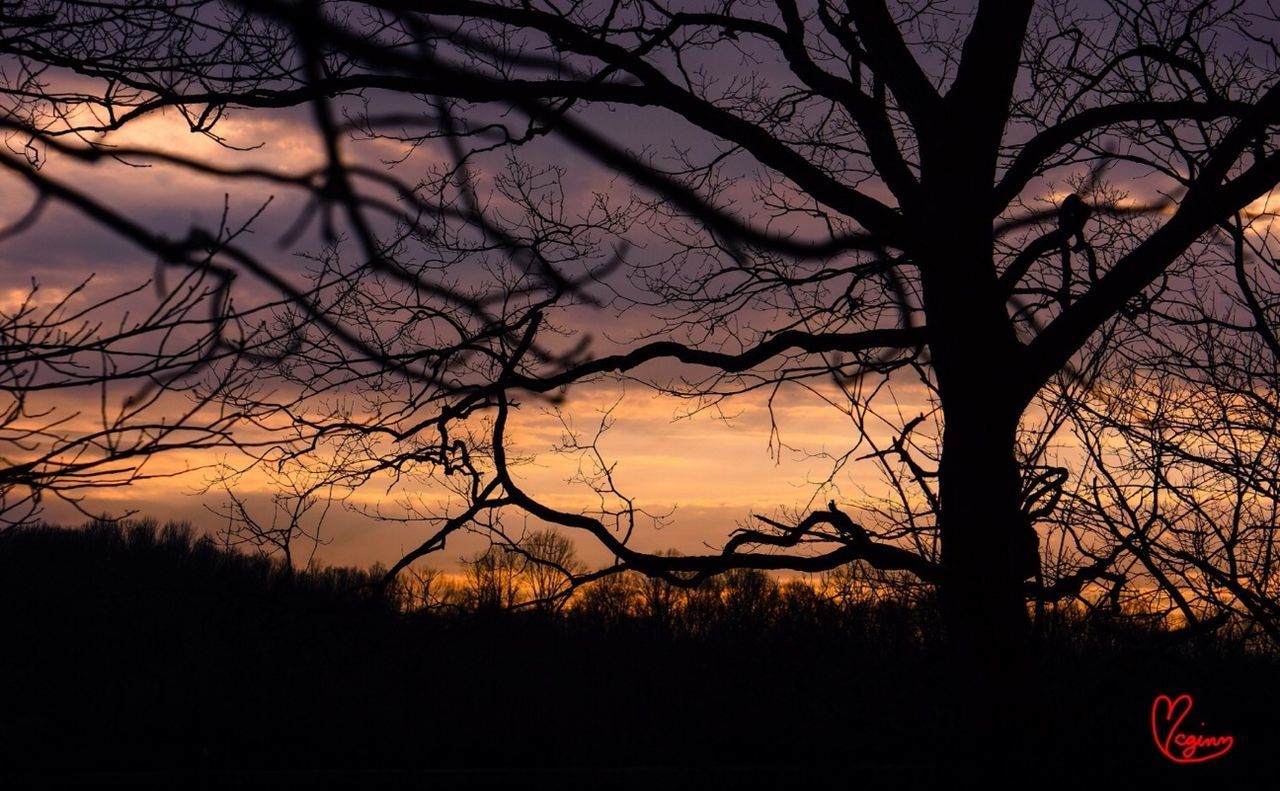 sunset, silhouette, bare tree, tranquility, tranquil scene, tree, scenics, branch, beauty in nature, sky, nature, orange color, idyllic, landscape, dusk, non-urban scene, majestic, tree trunk, outdoors, no people