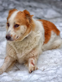 Close-up of a dog looking away