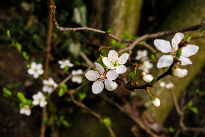 Close-up of white flowers blooming on tree