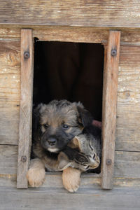 Portrait of a dog