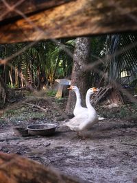 View of birds in water