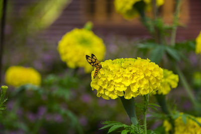 Close-up of yellow flowering plant