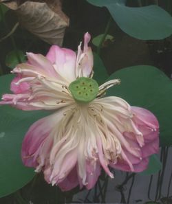 Close-up of pink flower