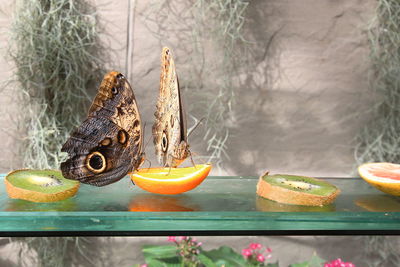 Butterflies eating oranges on table grey background 