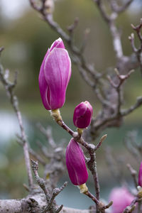 Close-up of pink flowering plant