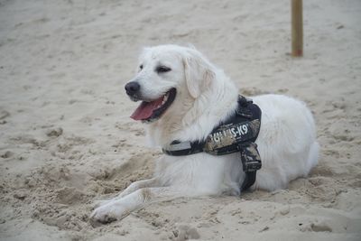 Dog looking away