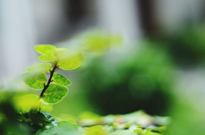 Close-up of plant