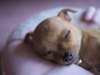 Close-up of dog sleeping on bed