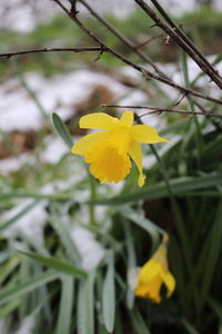 Close-up of yellow flowers blooming outdoors