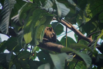 Low angle view of a squirrel on tree