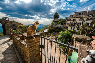 Cat by building against sky