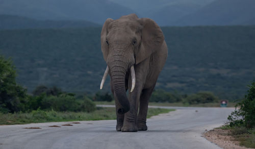 Elephant in the wild and savannah landscape of south africa