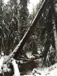 Low angle view of trees in forest