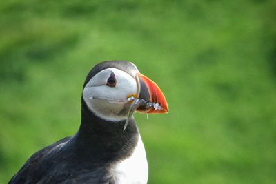 Puffin with mouthful of fish