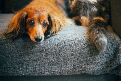 Portrait of dog relaxing at home