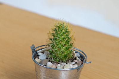 High angle view of potted plants on table