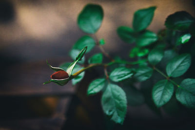 Pink rosebud about to bloom ii