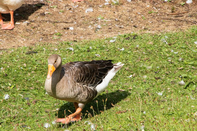 View of a bird on field