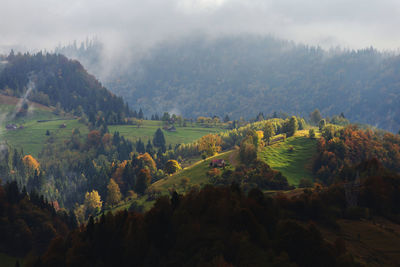 Scenic view of trees on field against sky