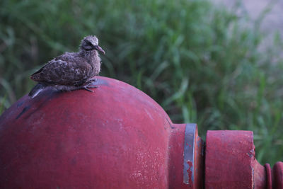Close-up of pigeon perching on metal